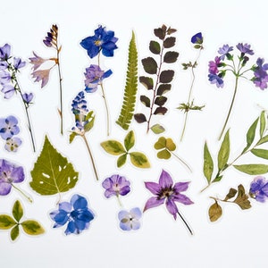 K&ouml;nnte beinhalten: Eine Sammlung gepresster Blumen und Bl&auml;tter in Violett-, Blau- und Gr&uuml;nt&ouml;nen. Die Blumen sind in einem zuf&auml;lligen Muster auf einem wei&szlig;en Hintergrund angeordnet.