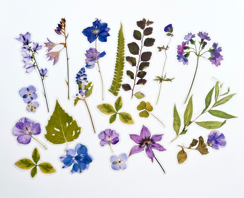 K&ouml;nnte beinhalten: Eine Sammlung gepresster Blumen und Bl&auml;tter in Violett-, Blau- und Gr&uuml;nt&ouml;nen. Die Blumen sind in einem zuf&auml;lligen Muster auf einem wei&szlig;en Hintergrund angeordnet.