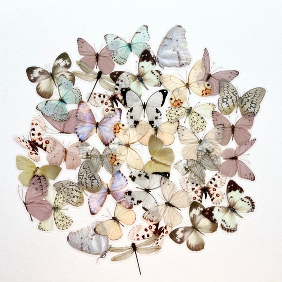 40pcs Cream Gray Butterfly Stickers, Translucent Designs, For Crafting and Planners!  #0109D