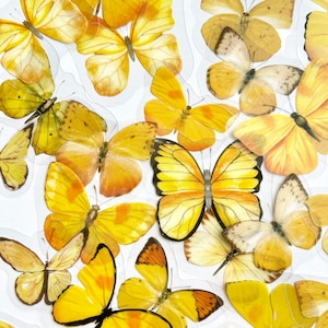40 Clear Vintage Yellow Toned Butterfly Stickers - Translucent Beautiful Butterflies - Great for Crafts, Scrapbooking, Journals!  #0077C