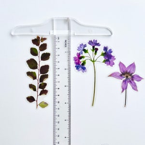 K&ouml;nnte beinhalten: Drei gepresste Blumenaufkleber auf wei&szlig;em Hintergrund. Die Aufkleber zeigen eine violette Blume mit langem Stiel, eine violette Blume mit kurzem Stiel und einen gr&uuml;nen, belaubten Zweig. Ein Lineal ist im Hintergrund sichtbar.