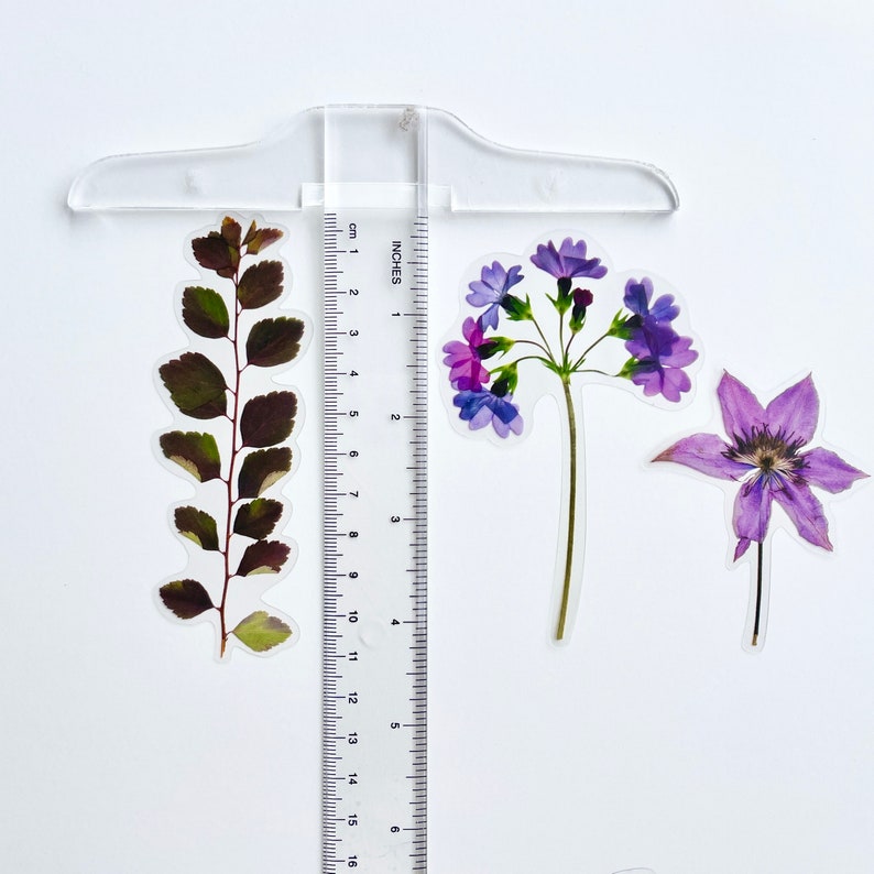 K&ouml;nnte beinhalten: Drei gepresste Blumenaufkleber auf wei&szlig;em Hintergrund. Die Aufkleber zeigen eine violette Blume mit langem Stiel, eine violette Blume mit kurzem Stiel und einen gr&uuml;nen, belaubten Zweig. Ein Lineal ist im Hintergrund sichtbar.