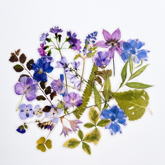 Translucent Purple Blue Flower Stickers - Clear Backing Floral LONG Stem Stickers - Great for Crafts, Scrapbooking, Journals!  #0220
