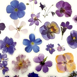 40pcs Translucent Flower Stickers - Purple/Blue Floral Head Design - For Crafting, Journals!  #0060C