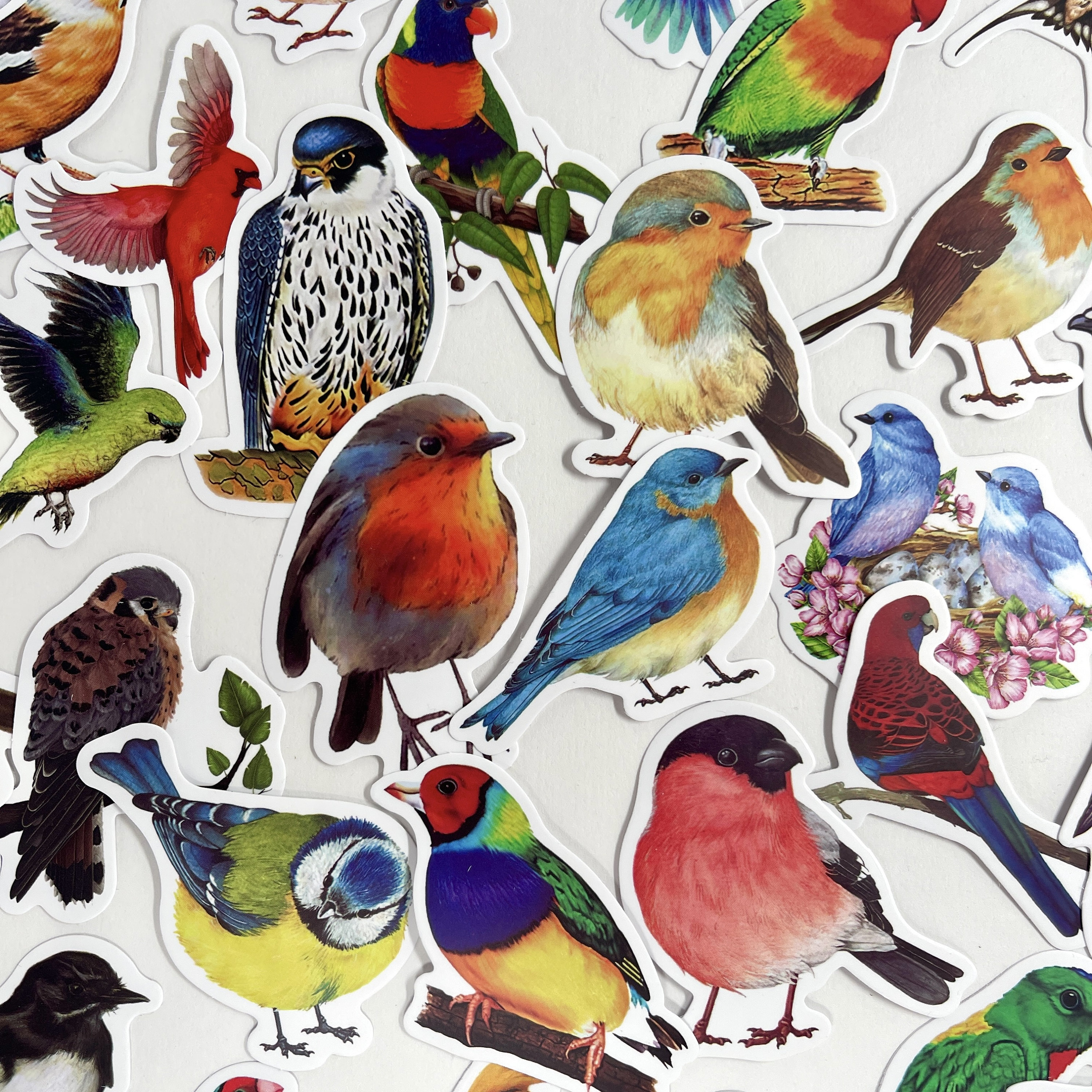 50pcs Colorful Bird Stickers - Birds, Owls, Parrot Design - For Hydro flask, Computers, Crafts! #093