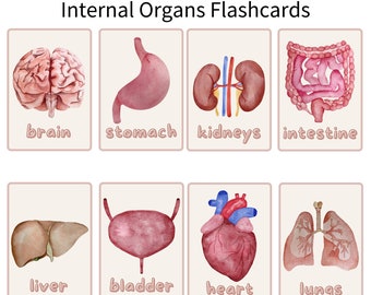 Internal Organs Internal Organs Flashcards Printable Science Flashcards ...