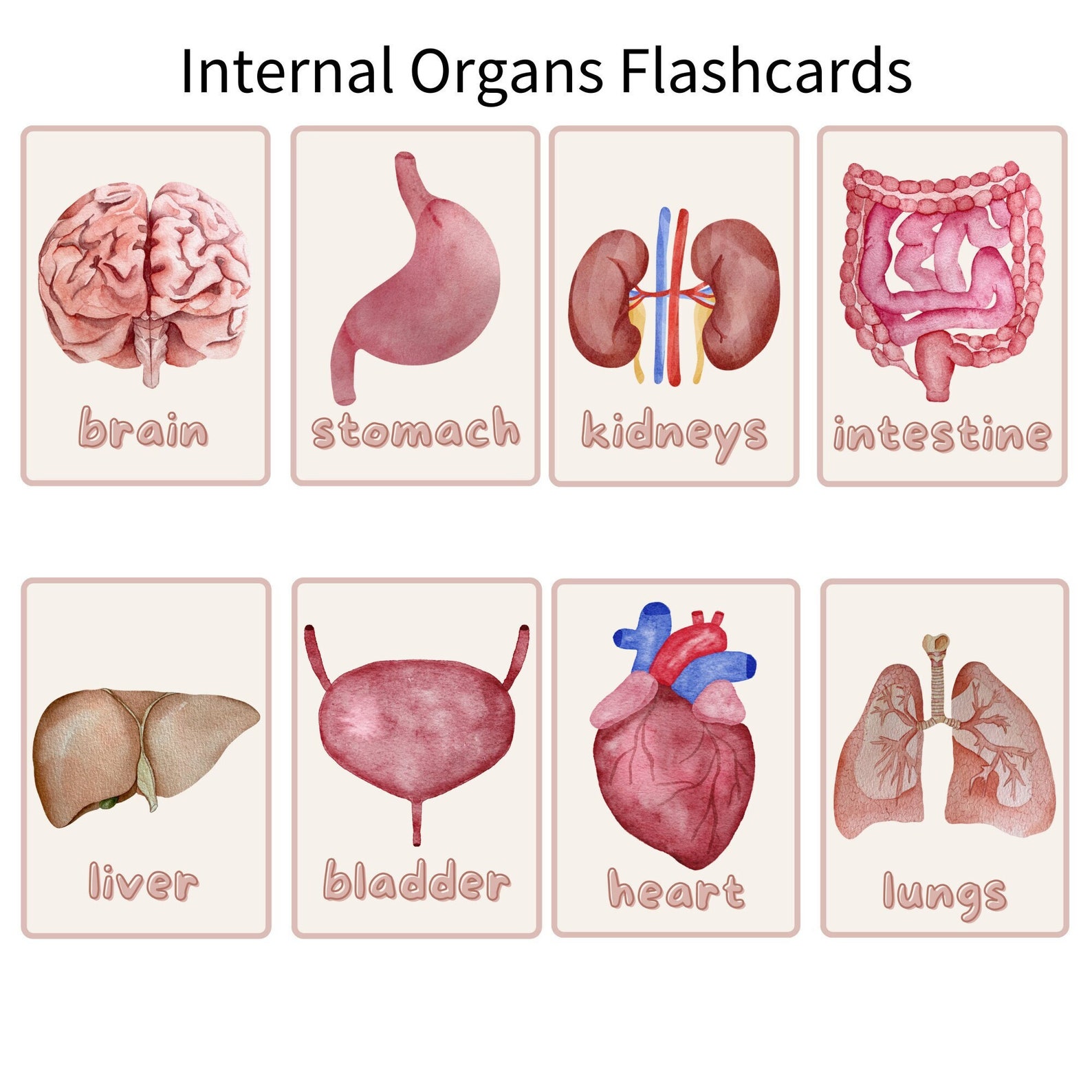 Internal Organs Flashcards - Etsy