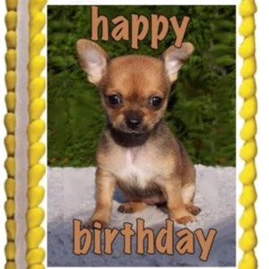 Chihuahua Puppy Birthday Image Edible Birthday Cake Topper Frosting Sheets Icing Frosting Photo