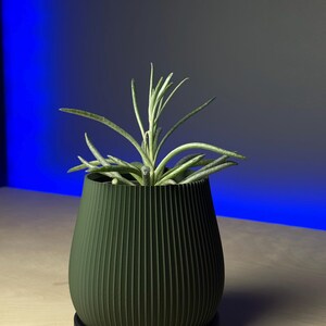 May include: A green, ribbed ceramic planter with a black saucer, holding a small green succulent plant.