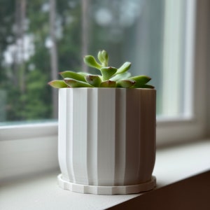 May include: A white ceramic planter with vertical ridges, featuring a small succulent plant with green leaves and red stems. The planter has a white base.