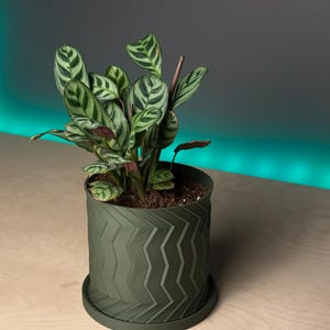 May include: A green potted plant with dark green and light green striped leaves in a green planter with a geometric pattern.
