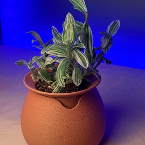 May include: A potted plant with green and white striped leaves in a terracotta pot with a unique design.