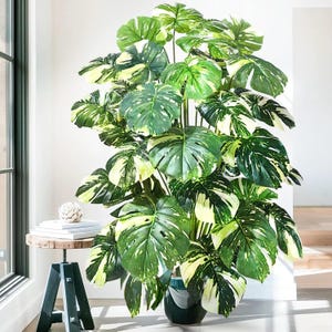 Könnte beinhalten: Eine große künstliche Monstera-Pflanze mit panaschierten Blättern in Dunkelgrün und Cremeweiß. Die Pflanze steht in einem dunklen, zylindrischen Topf und präsentiert breites, geschlitztes Laub, das ein dichtes Erscheinungsbild erzeugt.