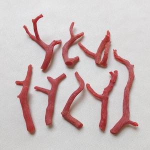 8 pezzi di corallo italiano da 62 carati, ramo/bastoncino di corallo/corallo rosso/bastoncino liscio di corallo rosso. Creazione di gioielli con bastoncino di corallo non lucidato.