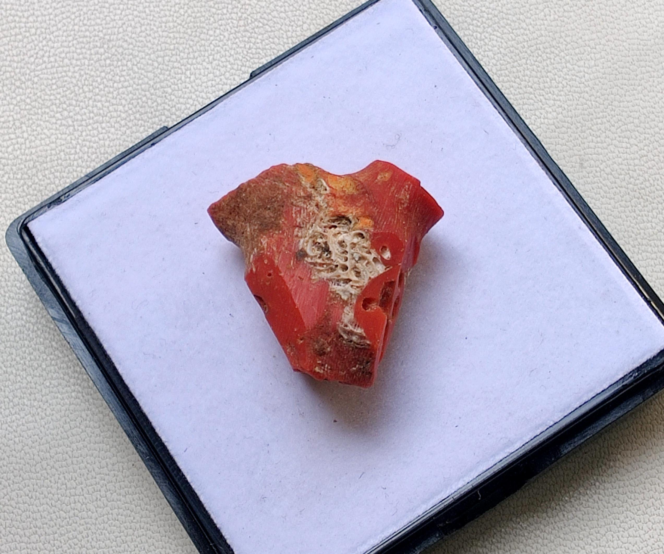 Vintage Italian Red Coral Rough. Size 19X15 MM (33 Carat) Non
