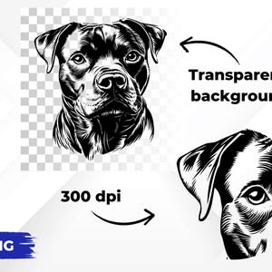 May include: Black and white illustration of a pit bull dog's head. The image has a transparent background and is 300 dpi.
