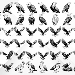 May include: A collection of black and white illustrations of bald eagles in various poses, including flying, perched, and with wings spread. The eagles are depicted in a realistic style with detailed feathers and sharp talons.
