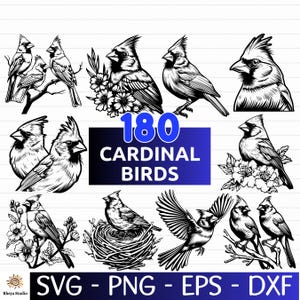 May include: A set of 180 black and white vector illustrations of cardinal birds in various poses. The illustrations include cardinals perched on branches, in nests, and flying. The text "180 Cardinal Birds" is displayed in a blue and white box.