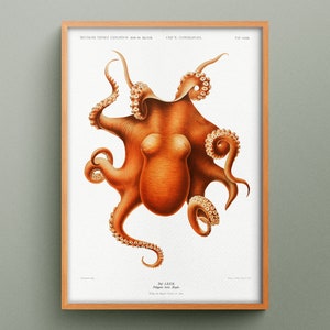 Polpo Polypus Levis Hoyde, stampa d'epoca di zoologia marina, riproduzione di un piatto antico, poster gigante di un polpo