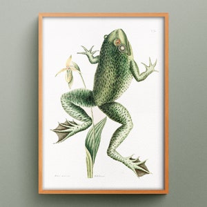 Rana toro "Rana Maxima" di Mark Catesby, stampa d'arte vintage della rana toro