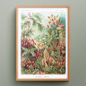 Muscinae Laubmoose by Ernst Haeckel, reproduction of Muscinae Laubmoose