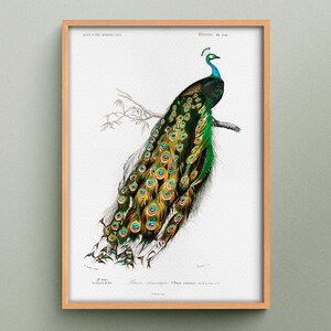 Il pavone indiano (Pavo cristatus) di Charles Dessalines d'Orbigny