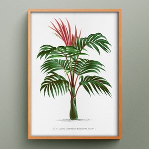 Palma Kentia, riproduzione dell'illustrazione originale del 1878, stampa d'epoca di una palma, poster della palma Kentiopsis
