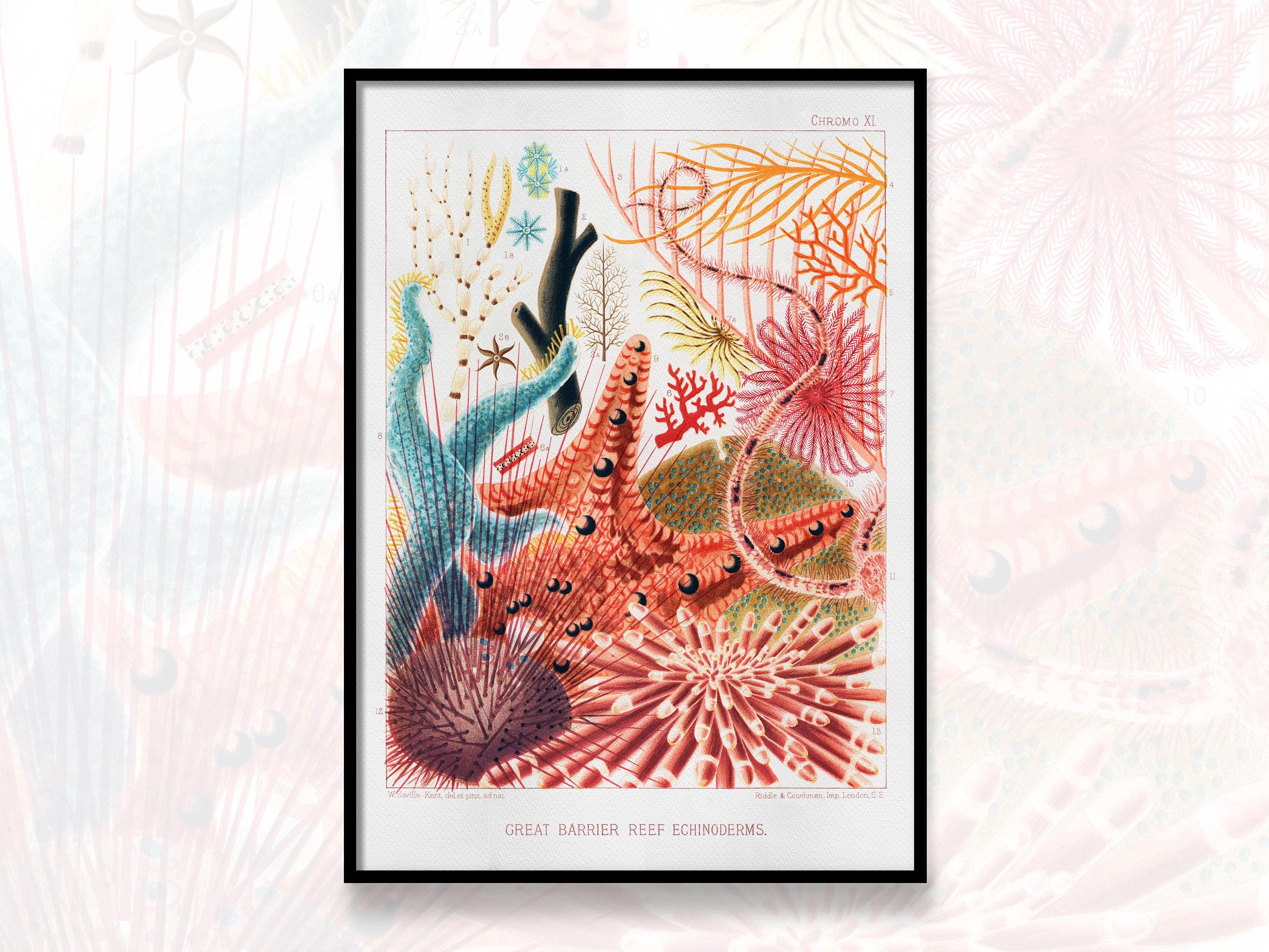 Great Barrier Reef Echinoderms by William Saville-kent Art Print, Great ...