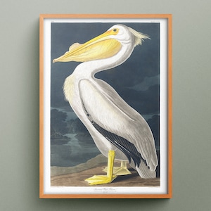 Pellicano bianco americano di John James Audubon, stampa d'epoca di animali, riproduzione di un'incisione