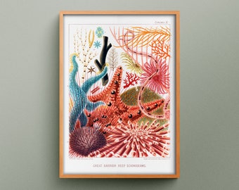 Great Barrier Reef Echinoderms by William Saville-Kent art print, Great Barrier Reef Echinoderms reproduction