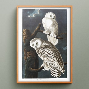 Snowy Owl by John James Audubon, Snowy Owl reproduction