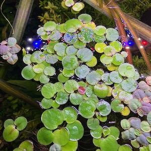 May include: Close-up of aquatic plants with round, green leaves floating on the water's surface. The leaves have a smooth texture and are various sizes. Some leaves have a reddish hue. The background is dark, with hints of other plants and lighting.