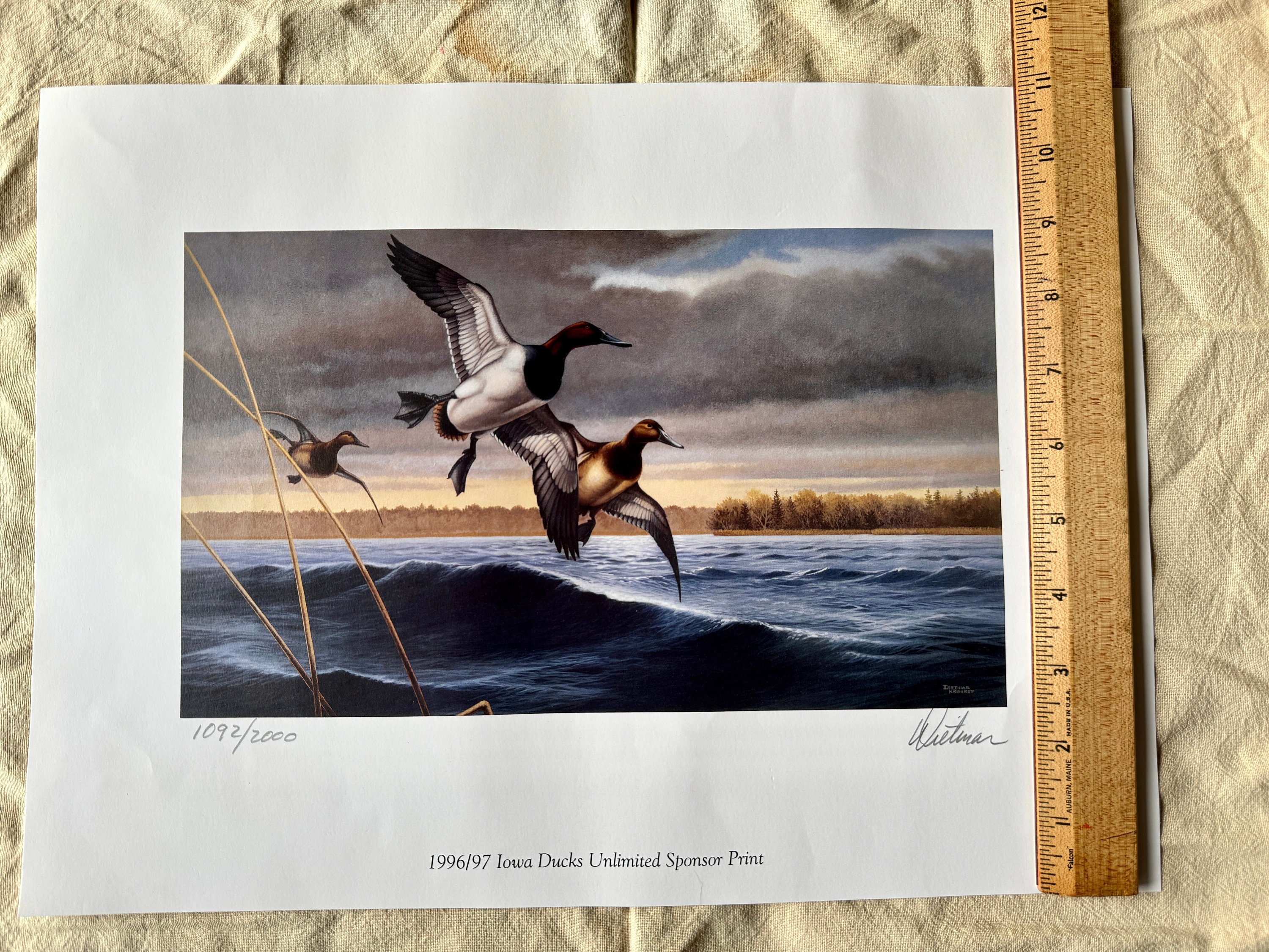 邦楽 Blahrmy Duck's Moss Village dlip record 邦楽 Blahrmy Duck's Moss Village dlip record DUCK'S MOSS