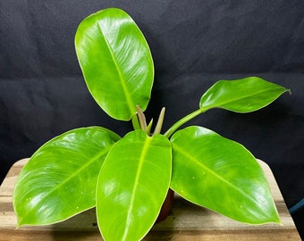 Philodendron Moonlight-Starter Plant-*Growers Choice*