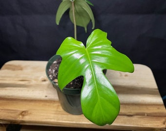 Philodendron Florida Beauty Green-Starter Plant-*Exact Plant*