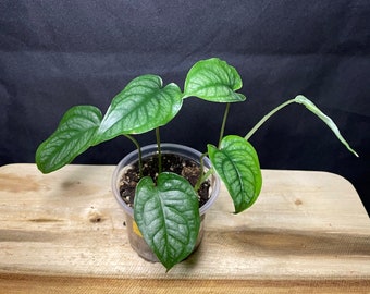 Monstera Siltepecana-Starter Plant-*Growers Choice*