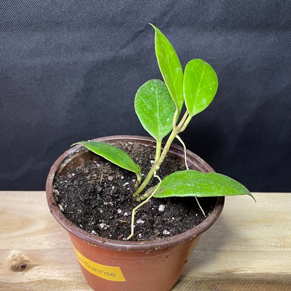 Hoya Sunrise-Starter Plant- *Growers Choice*