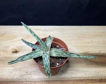 Aloe Rauhii- Starter Plant- *Growers Choice*