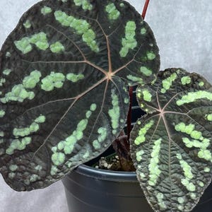 GRAINES Begonia xanthina, plante irisée à fleurs jaunes