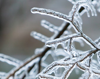 Tiens mes plantes ! Add-on pour temps très froid