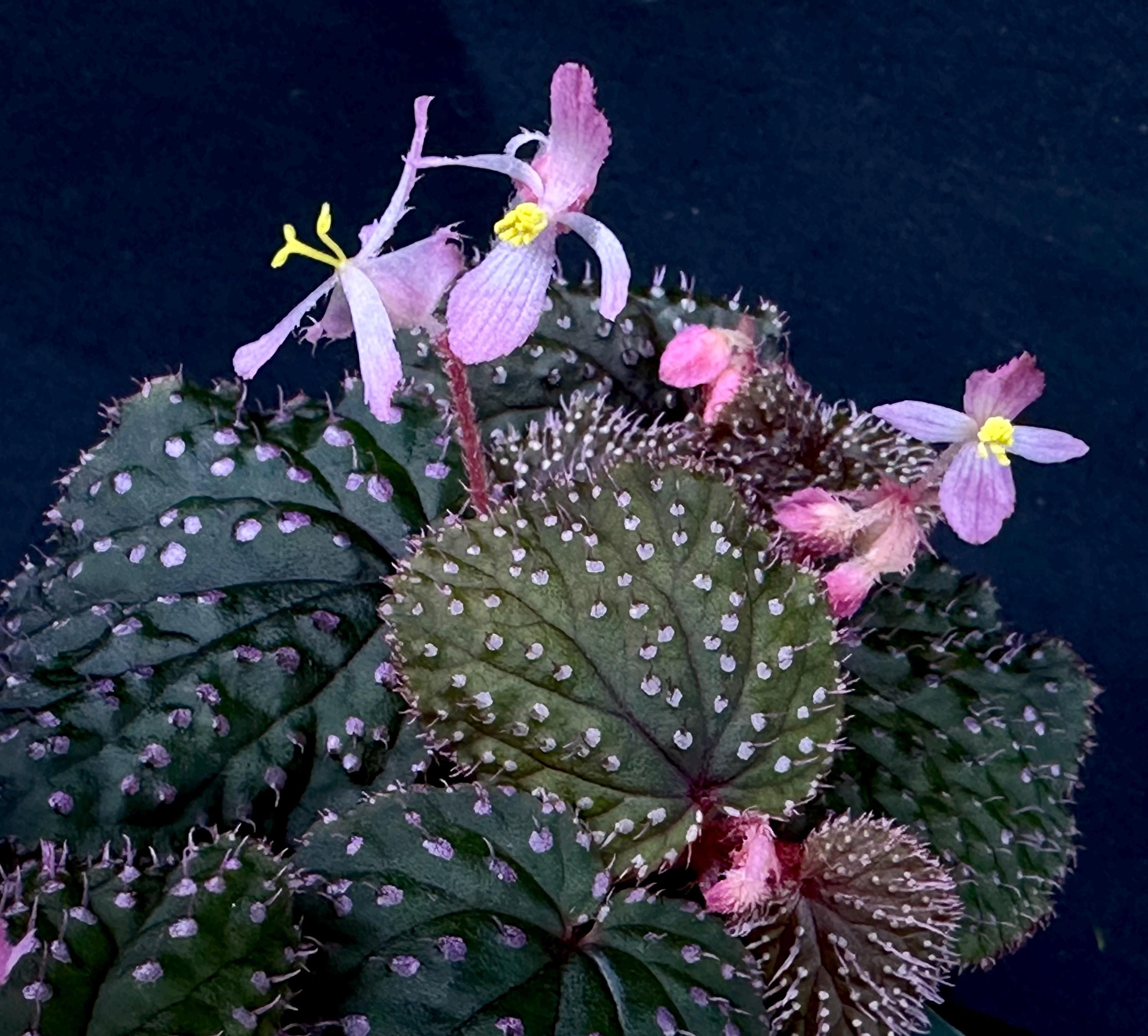 Begonia darthvaderiana - Etsy 日本