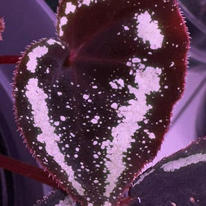 GRAINES Begonia curtisii &quot;Voie lactée&quot;