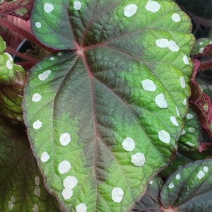 SEEDS Begonia erectocarpa