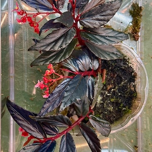 GRAINES Bégonia sp. « Fougère »
