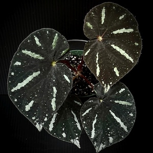 GRAINES Begonia barosma (anciennement U667)
