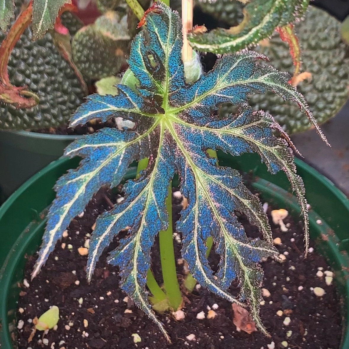 Begonia ferox - Etsy 日本 Begonia ferox - Etsy 日本