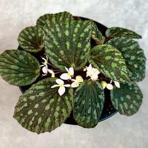 GRAINES Begonia aketajawensis ‘splotched’
