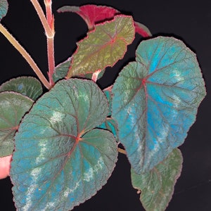 SEEDS Begonia cathayana, iridescent plant