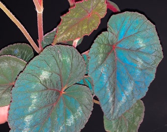 SEMILLAS Begonia cathayana, planta iridiscente