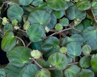 Samen Begonia lichenora